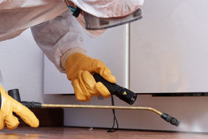 Messie Schädlingsbekämpfung Melle